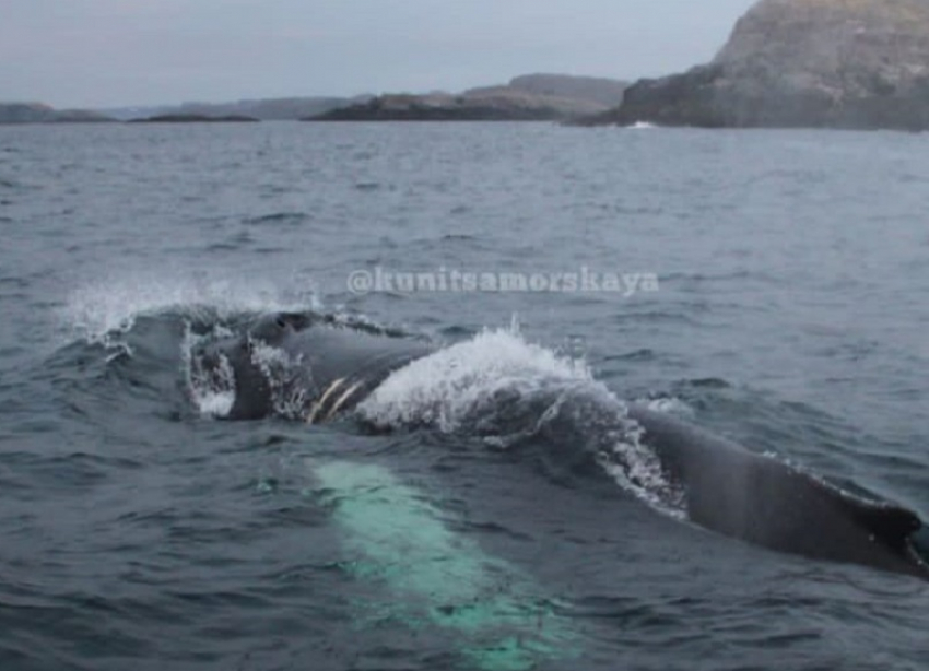 Компания Потанина и Дерипаски помогла спасти кита в Баренцевом море