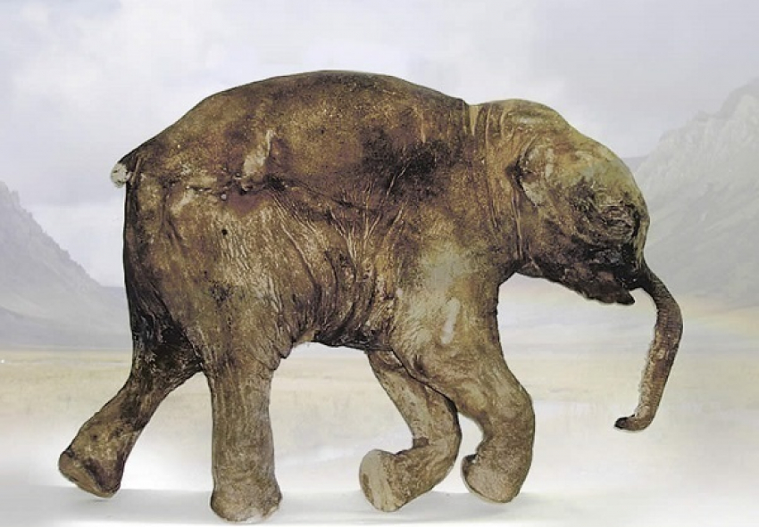 В Краснодар привезли мамонтенка Любу, утонувшую 42 тысячи лет назад