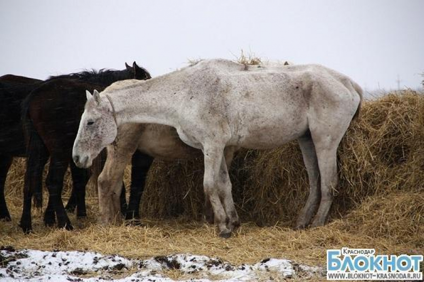 Табун лошадей на протяжении двух лет "гуляет" по Шабановке