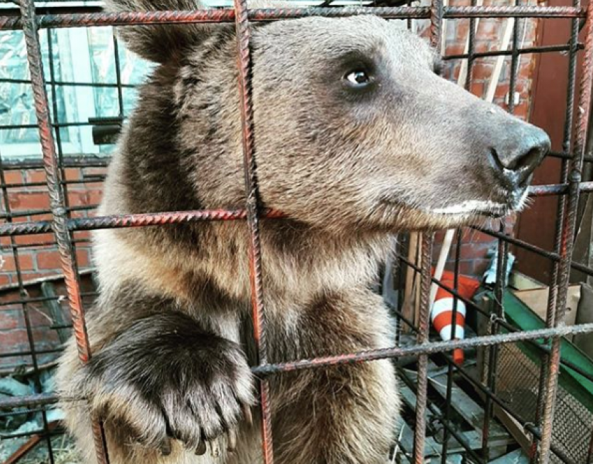 Краснодарцы организовали помощь медведю Афанасию, попавшему в трудную жизненную ситуацию