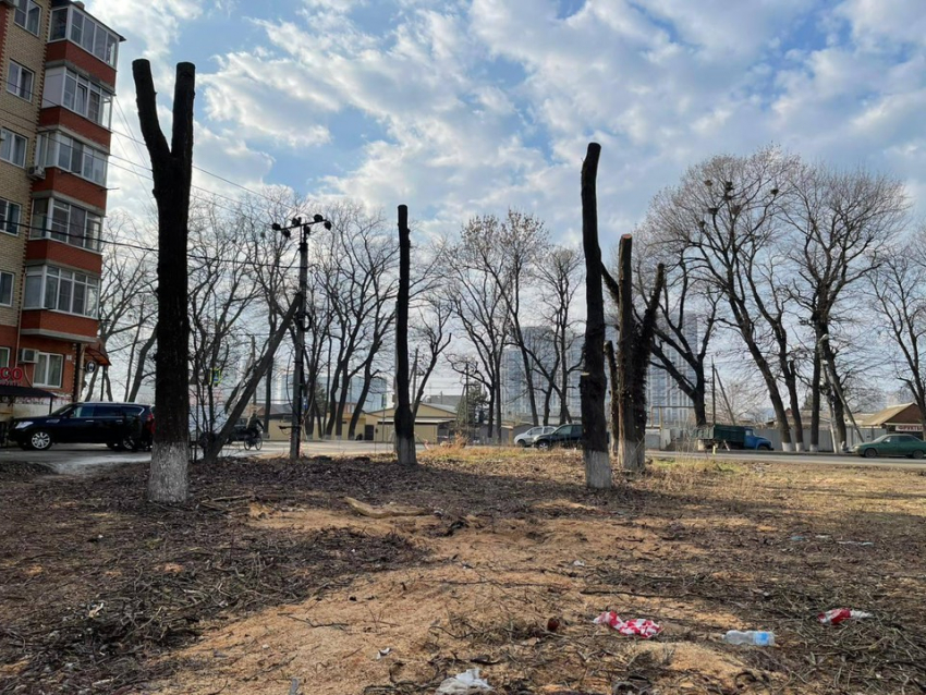 В Краснодаре при попустительстве мэрии вырубили вдвое больше деревьев
