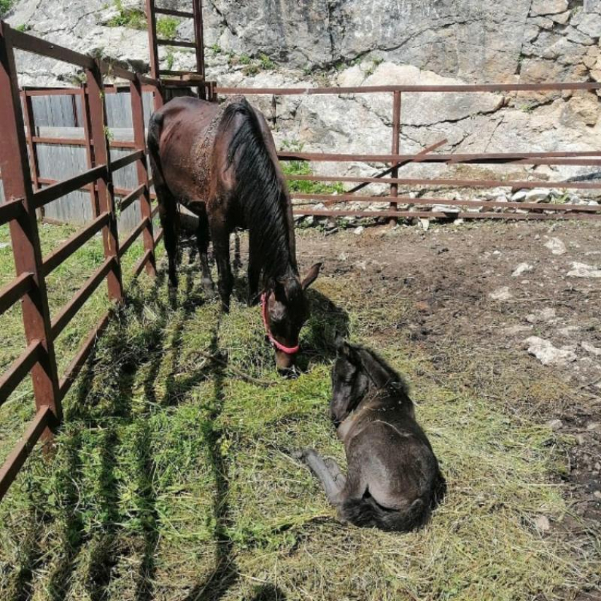  «Умирают по три коня в год»: зоозащитники Адыгеи бьют тревогу