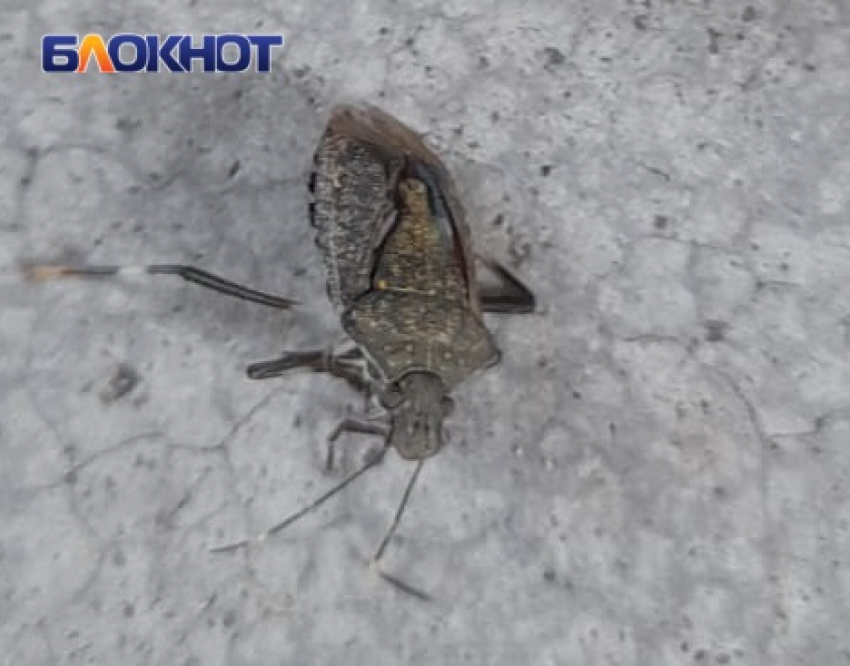 Insect Hentai Порно Видео | lavandasport.ru