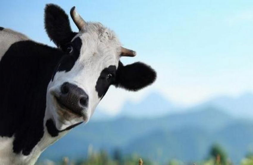 «Выжали коров»: Краснодарский край бьет рекорды по надоям