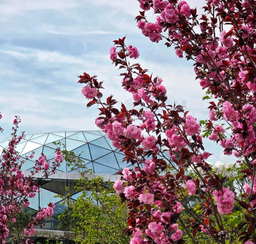Новая очередь парка Галицкого утопает в цветах сакуры 