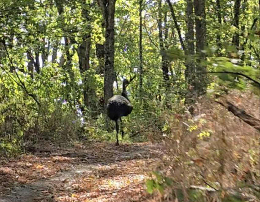 Крупная экзотическая птица поселилась в горах Горячего Ключа