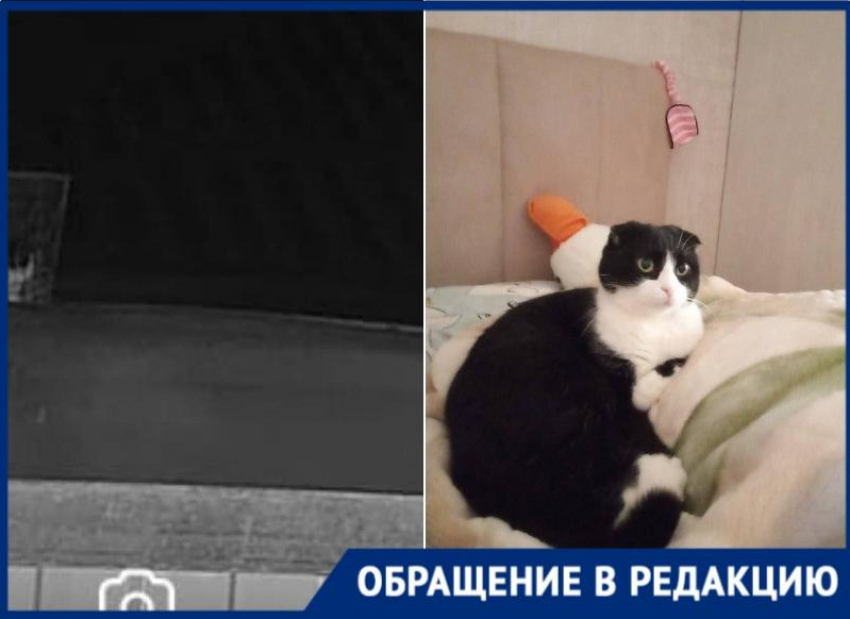 Несчастную кошку заманили в ловушку и похитили в Краснодаре 