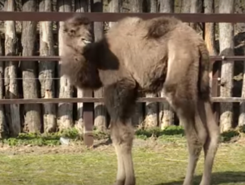 В Краснодарском зоопарке произошло чудо – родился верблюжонок