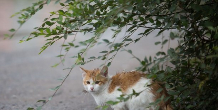  Дожди кончились, но кое-где на Кубани все-таки еще возможны 