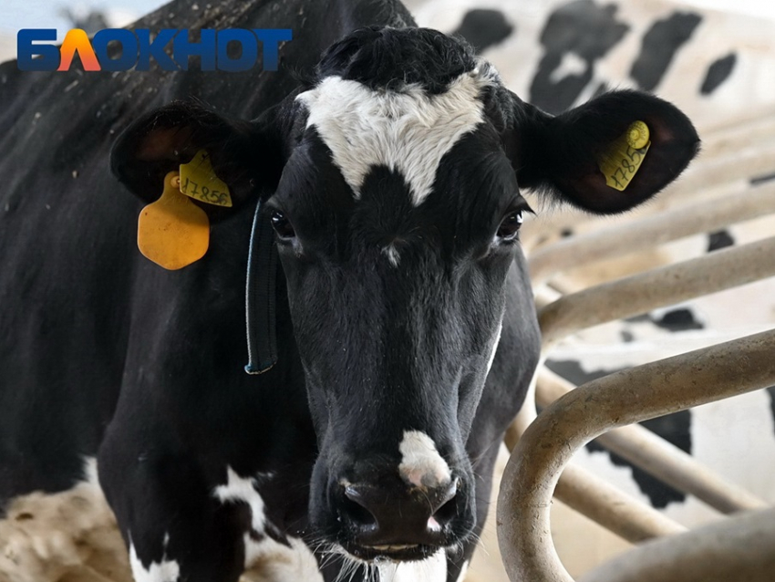 На Кубани второй раз за неделю ввели карантин из-за опасной инфекции животных