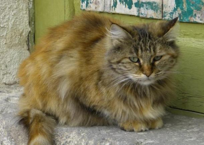 В Краснодаре женщина убила кота ударом о столб