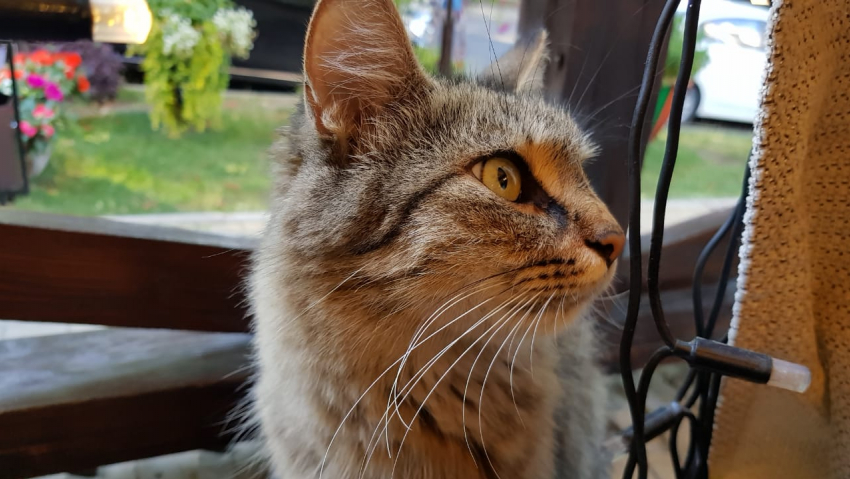 Гроза, сильный дождь и град надвигаются на Кубань 