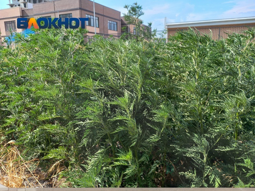 Краснодар превратился в ад для аллергиков 