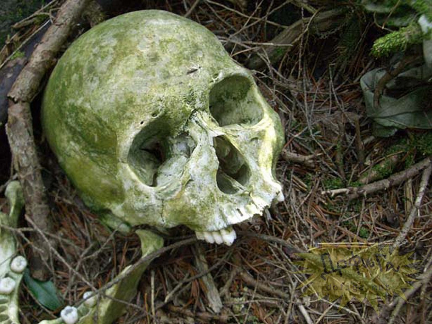 Вместо грибов под Новороссийском нашли скелет
