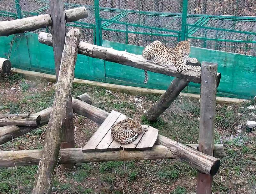 У леопардов Филу и Шива в Сочинском парке — весна и любовь