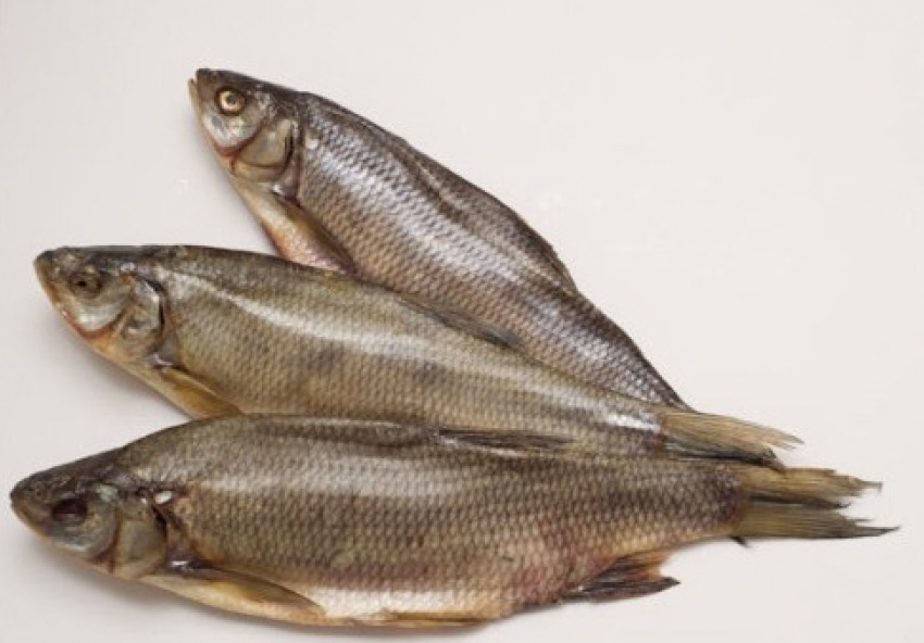 На Кубани в соленой рыбе нашли опасных паразитов