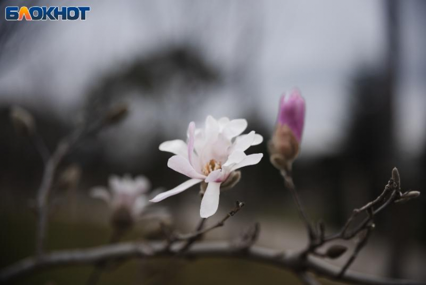 Дождливый вторник ждет жителей Краснодара 