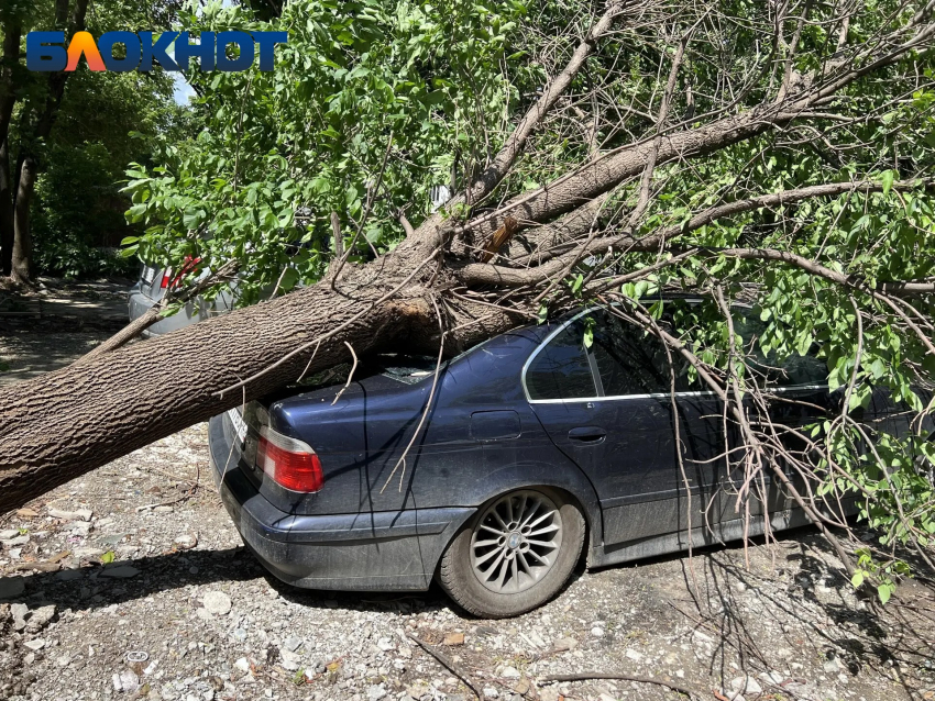 Вырванное с корнем дерево придавило автомобиль в Краснодаре