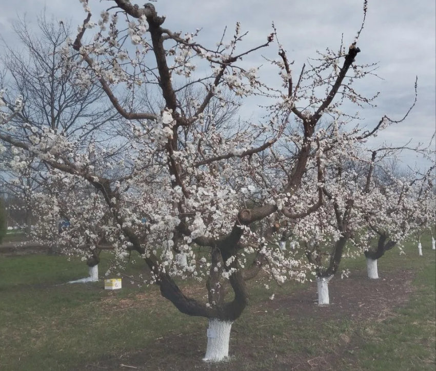«Если есть на свете рай»: миллиардер Дерипаска выпустил шмелей в саду на Кубани