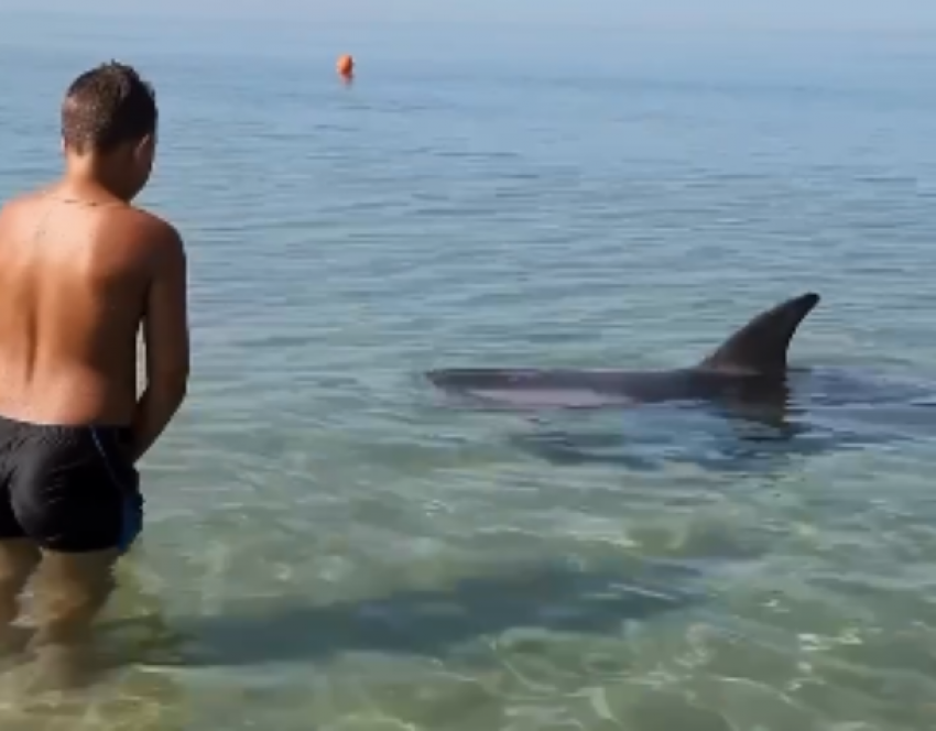 Дельфин подружился с мальчиком в Краснодарском крае
