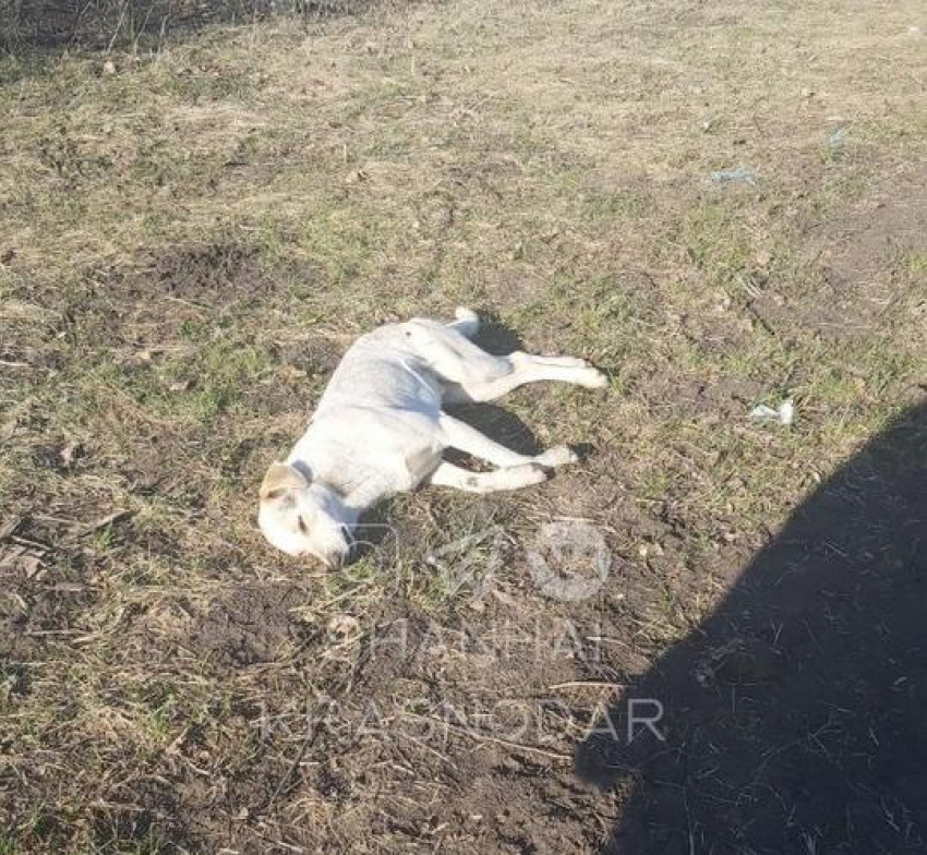 «Власть не решает, решают люди»: в Краснодаре неизвестные убили бездомных собак