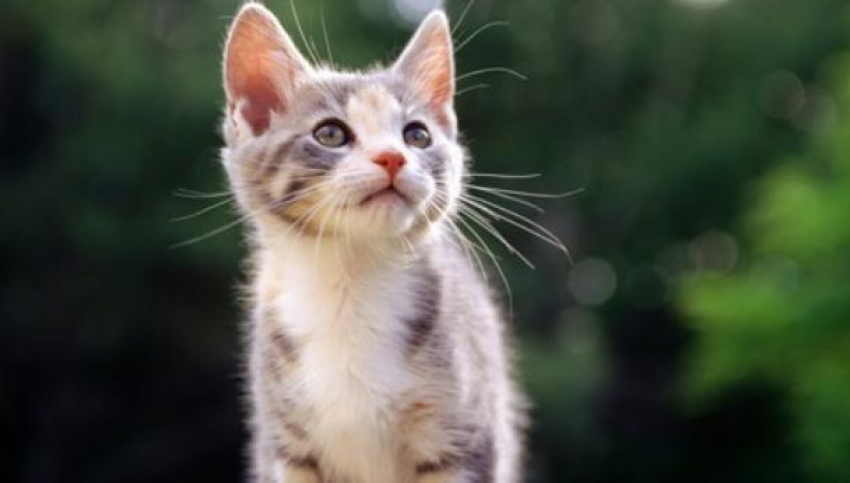 На Кубани солнечно, местами пройдут слабые дожди