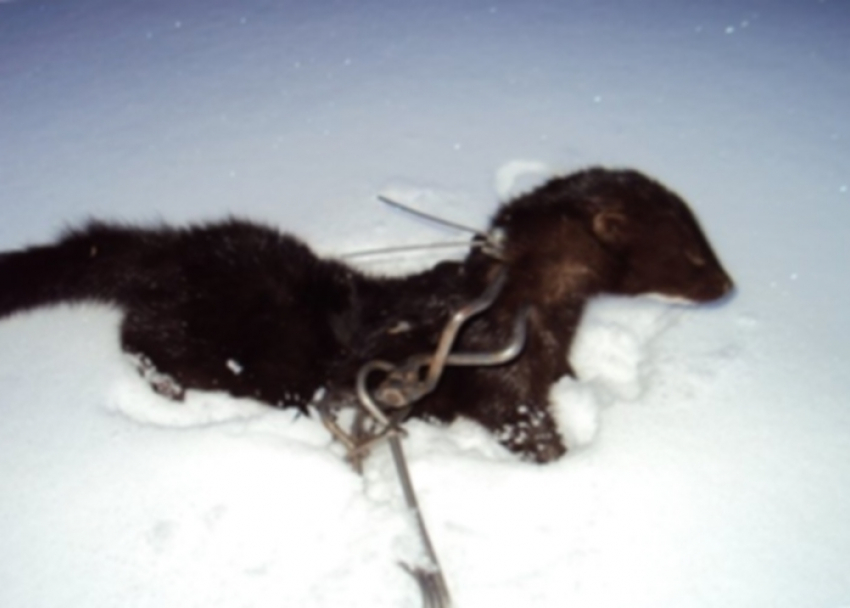 Браконьер попал под суд за незаконный отлов зайцев и норок