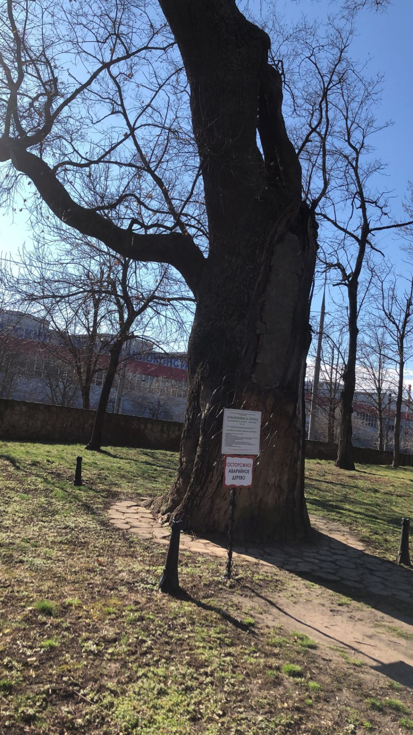 Двум деревьям в Пензенской области присвоят статус памятников природы