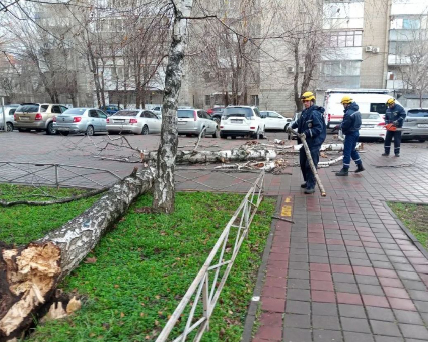 Обрушившийся на Краснодар сильный ветер повалил деревья и снес остановки