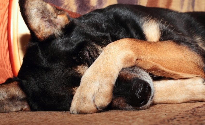 В Краснодаре в районе «Олимпа» догхантеры снова отравили собак