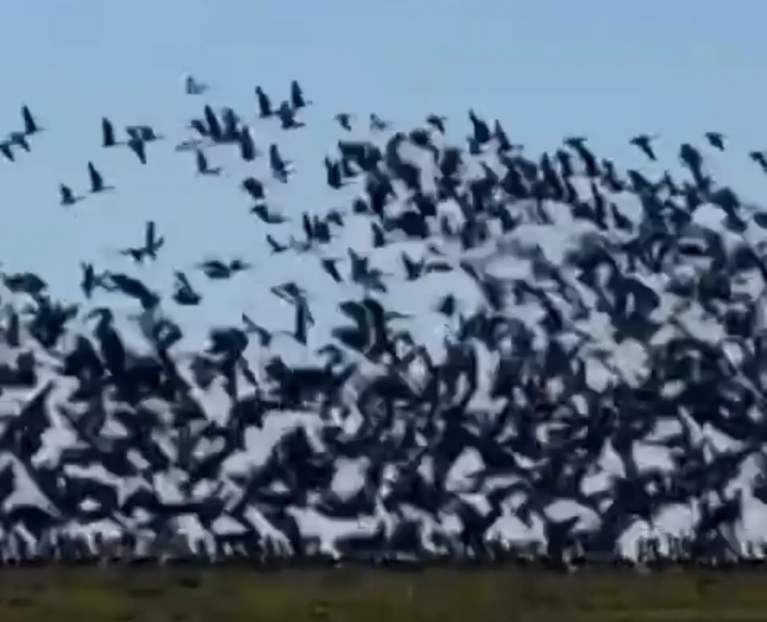 Многотысячная стая птиц в небе над Кубанью попала на видео 