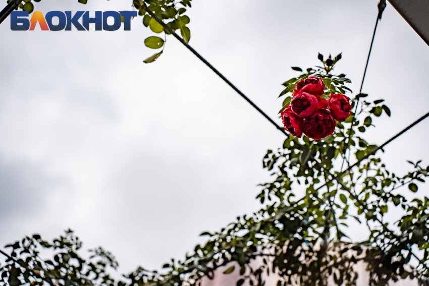 Последняя суббота осени не порадует теплом в Краснодаре 