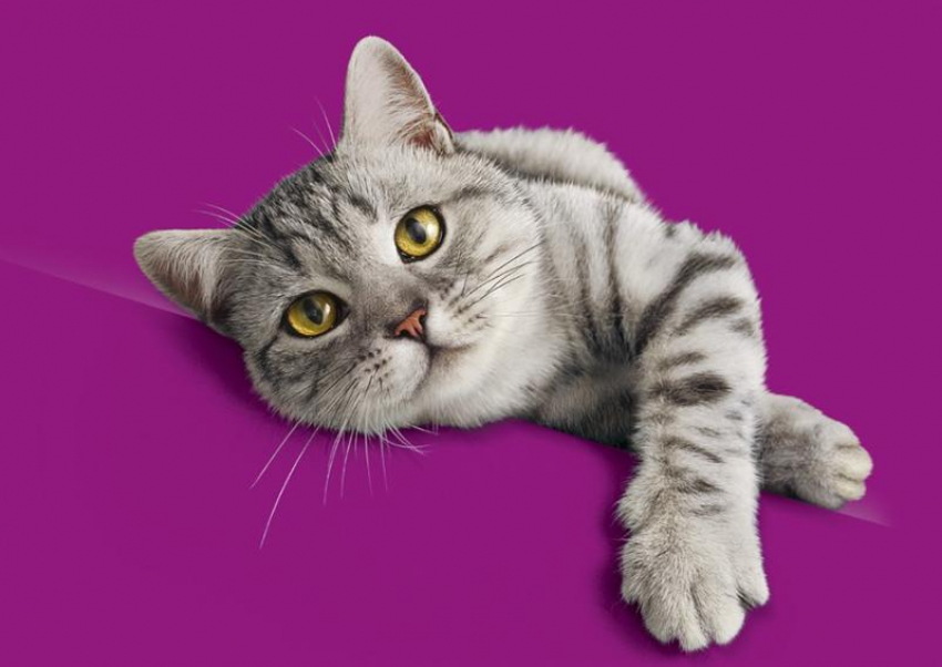 В ветклиниках Краснодара пройдет бесплатный «Марафон здоровья кошек»