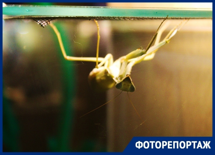 Выставка экзотических «пришельцев» в Краснодаре получила популярность