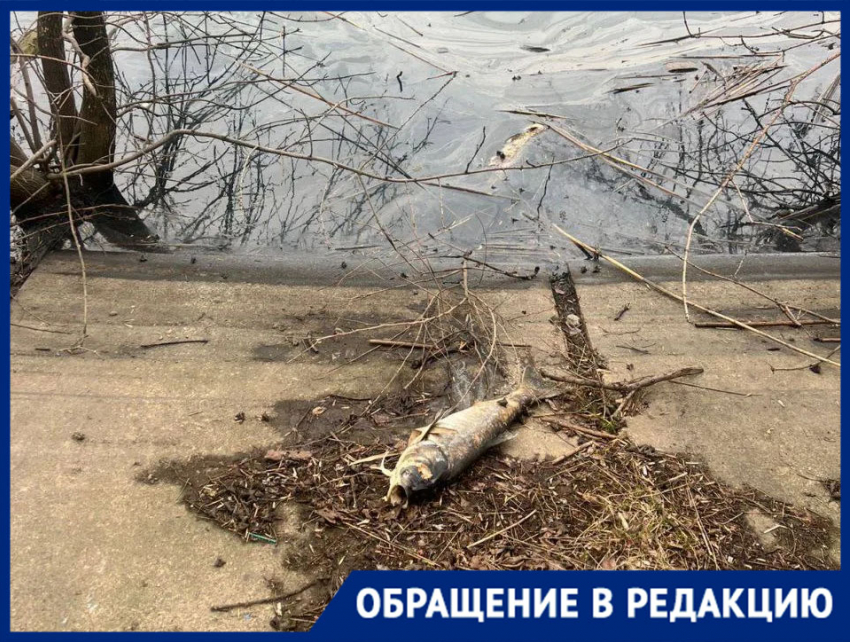 Мертвая рыба в черной воде: краснодарцы бьют тревогу из-за сброса отходов в Карасунские озера