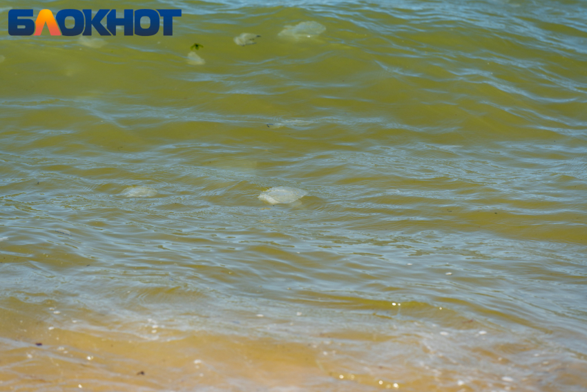 Каждый год всё тот же корнерот: медузы атакуют Азовское море с пугающей периодичностью 