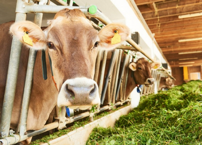 Краснодарский край стал лидером по продажам просроченной молочной продукции в России 