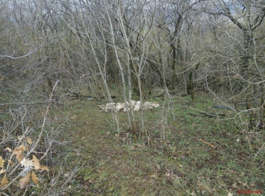 В лесу под Новороссийском нашли кучу мертвых туш свиней