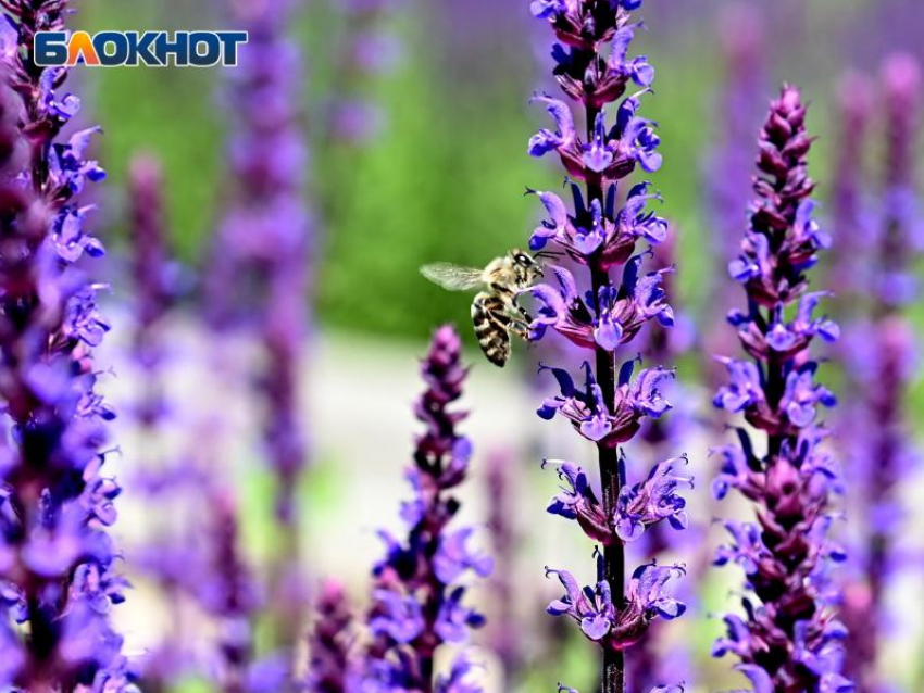 С жаркой погоды начнется последняя неделя весны в Краснодаре 
