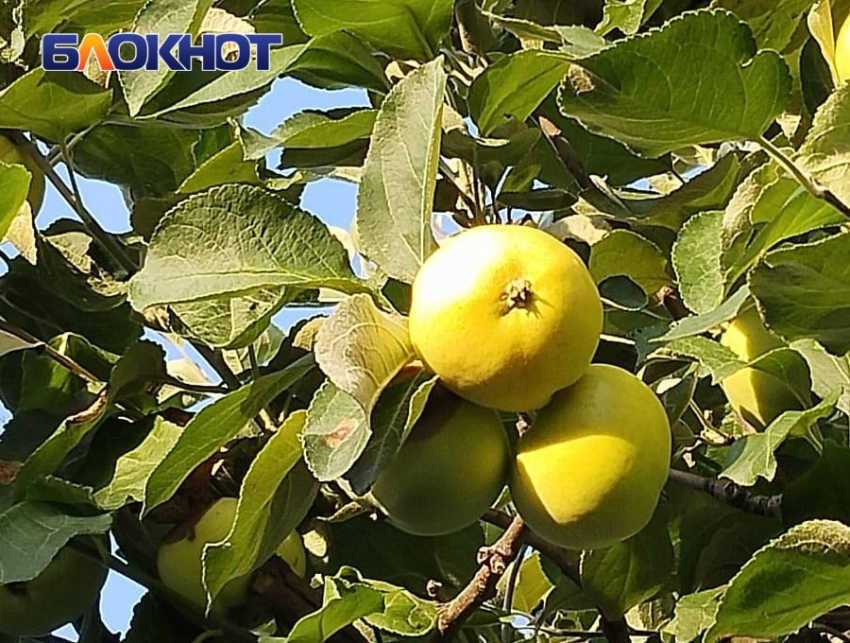 Актуальный Краснодар сегодня: Пантелеймон целитель. Около +35. Посылаем воздушные поцелуи, не работаем в поле и прислушиваемся к советам