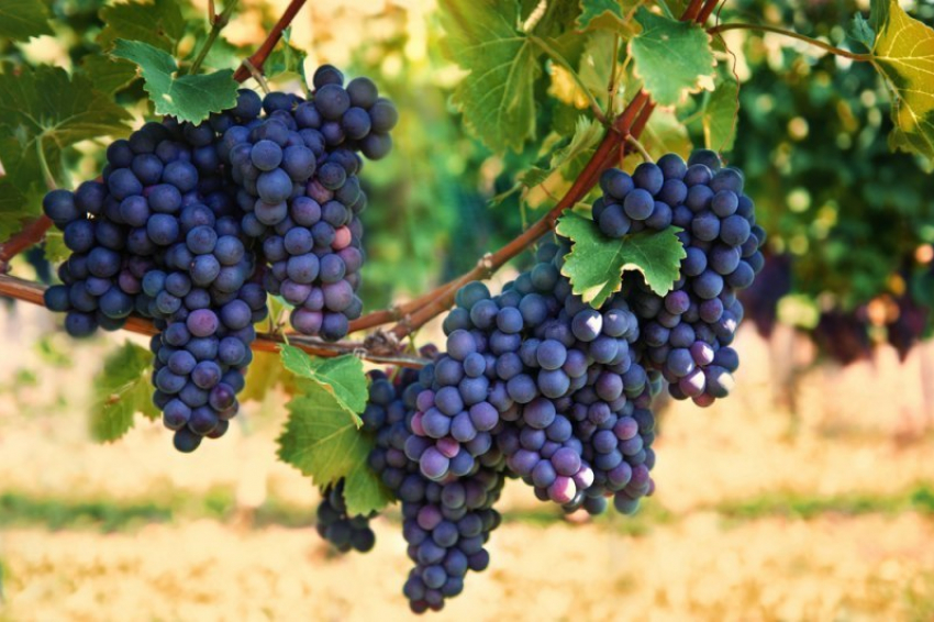  На Кубани поставили рекорд по закладке молодого виноградника 