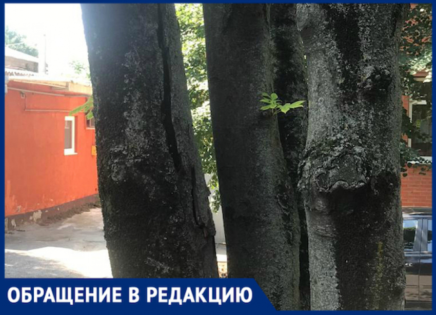 Администрация Центрального округа не нашла средств на вырубку несущего угрозу дерева в Краснодаре