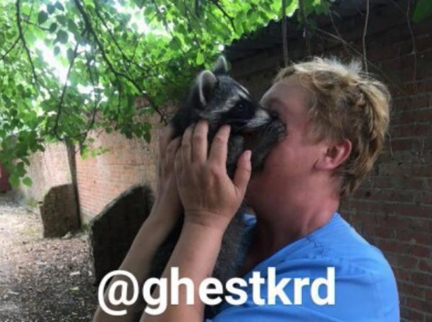 Енота Филю вернули в зоопарк Краснодара родители укравшего животное подростка
