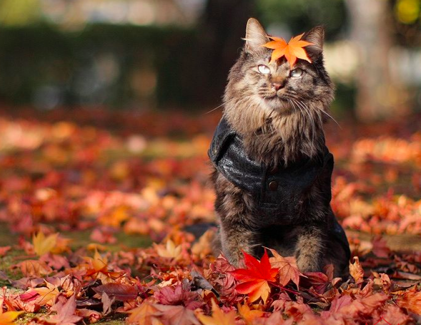 Переменная облачность и небольшие осадки ждут жителей Кубани в субботу