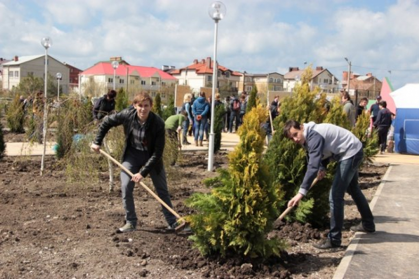  В Краснодаре на озеленение в следующем году запланировали потратить 35 млн рублей 