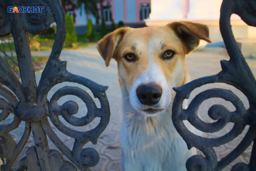 Города и районы Кубани получат средства на отлов и содержание бездомных животных