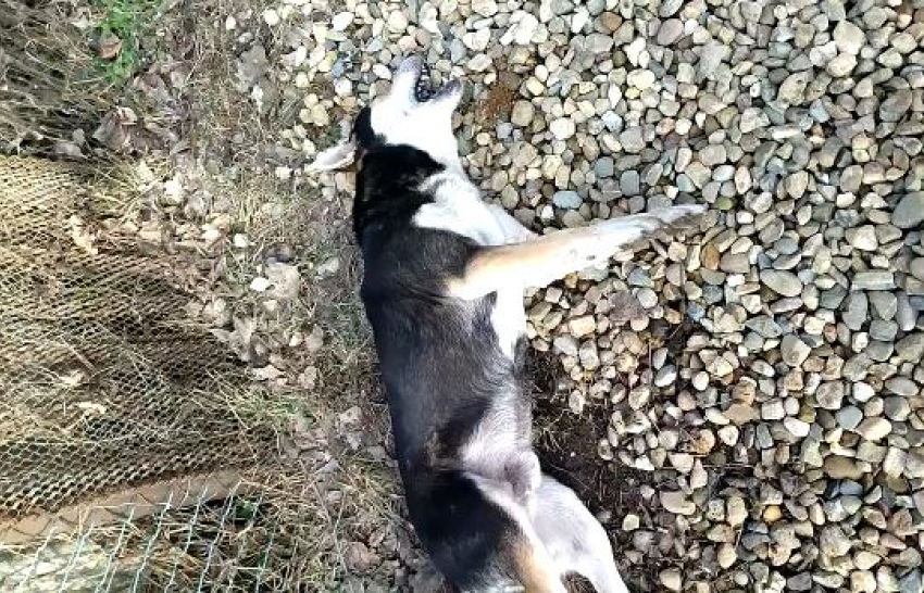 В Краснодаре жестоко убивают бездомных собак