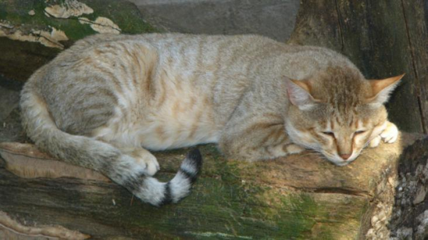 В Армавире зоопарк ищет пару «краснокнижной» дикой кошке, спасенной бабушкой