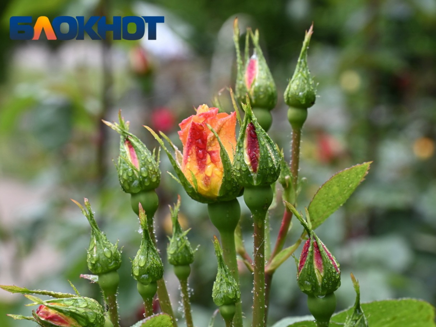 DOGMA высаживает аллею роз протяженностью более 1,6 километров в Краснодаре