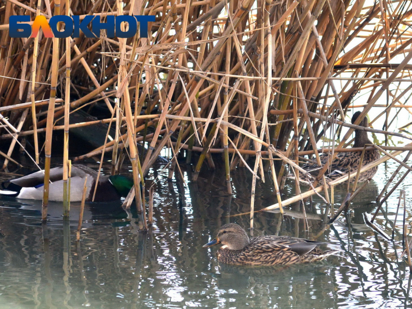 Сезон охоты на утку откроется на Кубани 27 сентября